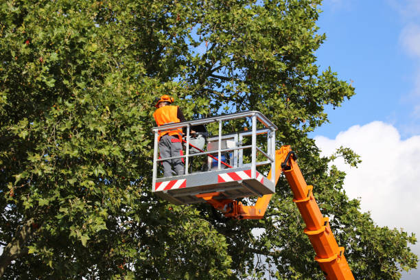 Professional Tree Service in Langhorne, PA